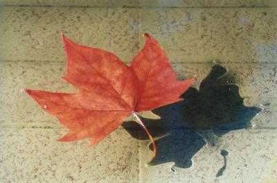 hoja202.jpg OTOÑO picture by jemwong