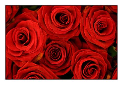 ROSAS