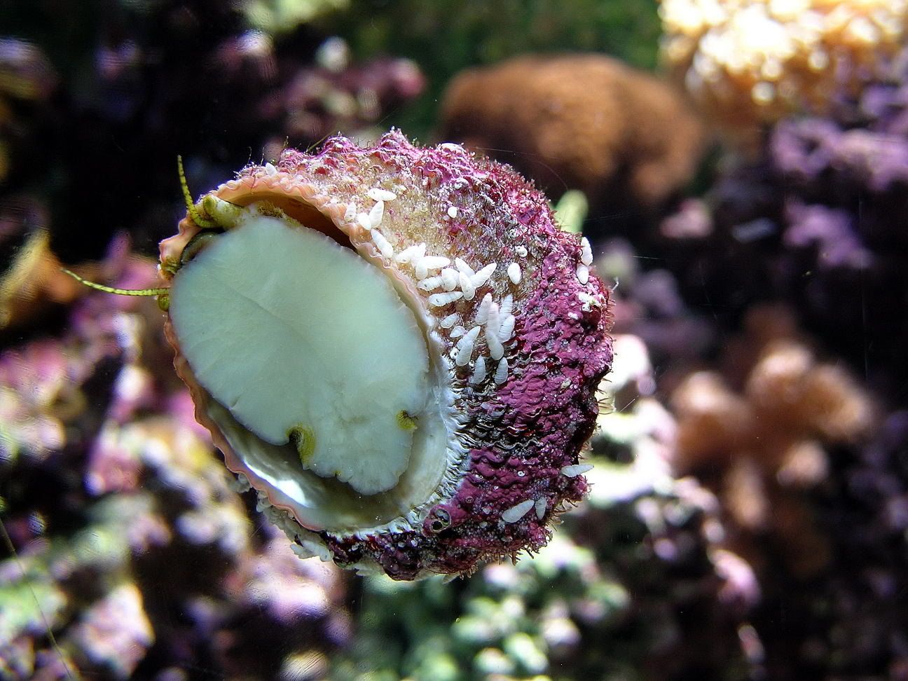 What Animals Eat Clams The Reef Tank