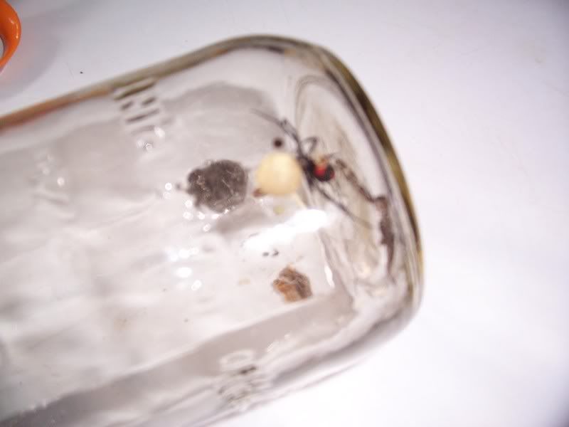 [Linked Image from i7.photobucket.com]