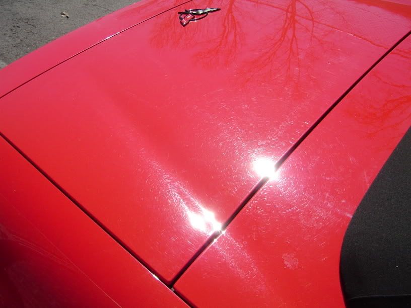 redvet002.jpg