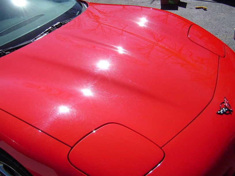 redvet003.jpg