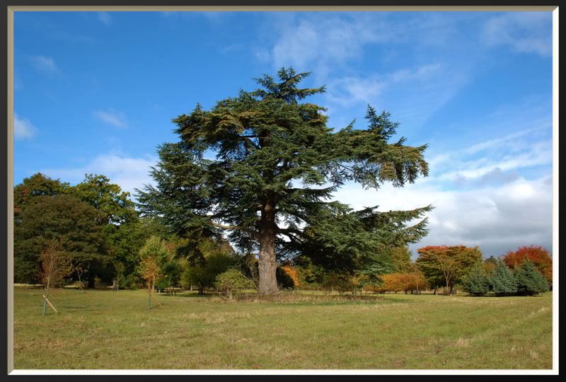 Cedar of Lebanon Pictures, Images and Photos