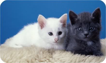 black-kitten-white-kitten.jpg