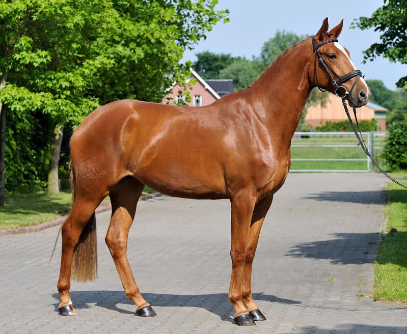 © german-horses