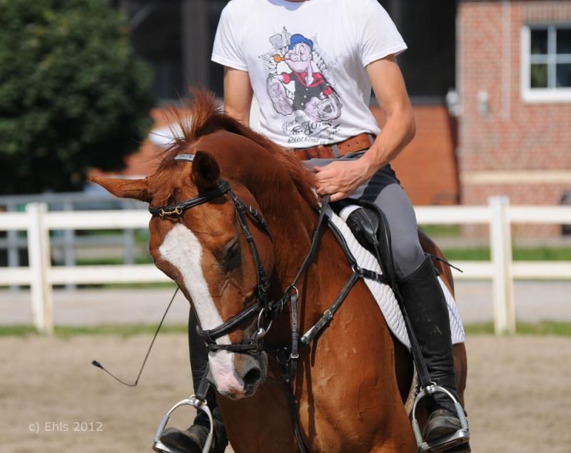 © german-horses