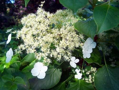 hydrangeapetiolarislarge.jpg