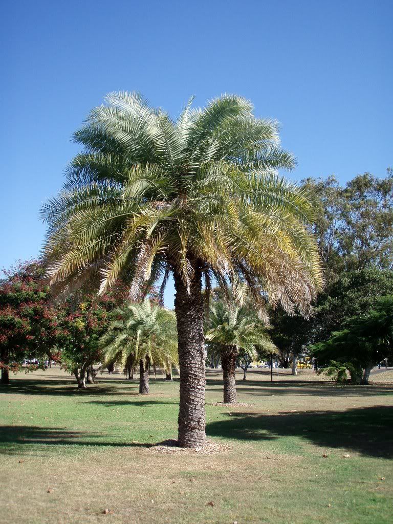 phoenixsp.jpg