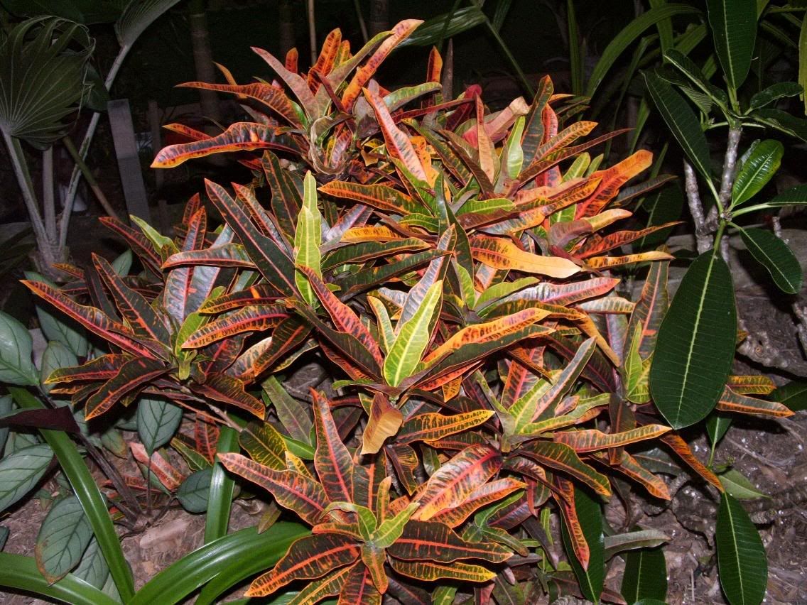 croton.jpg
