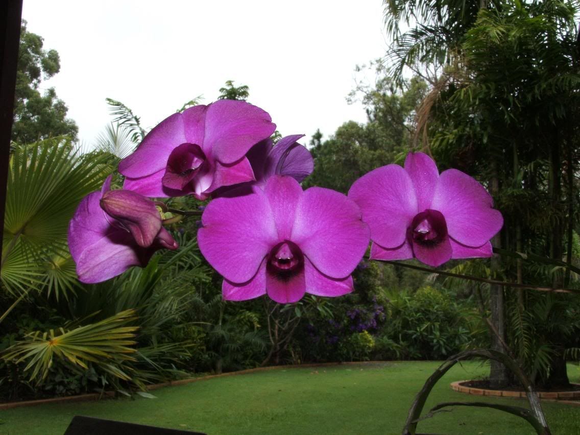 orchids.jpg