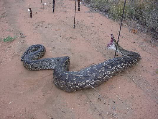 python2.jpg