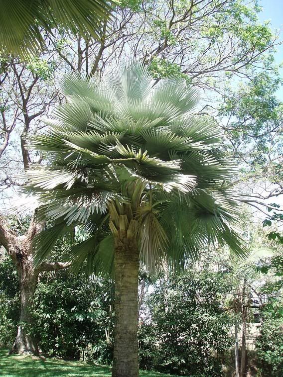 coperniciapalmetum.jpg