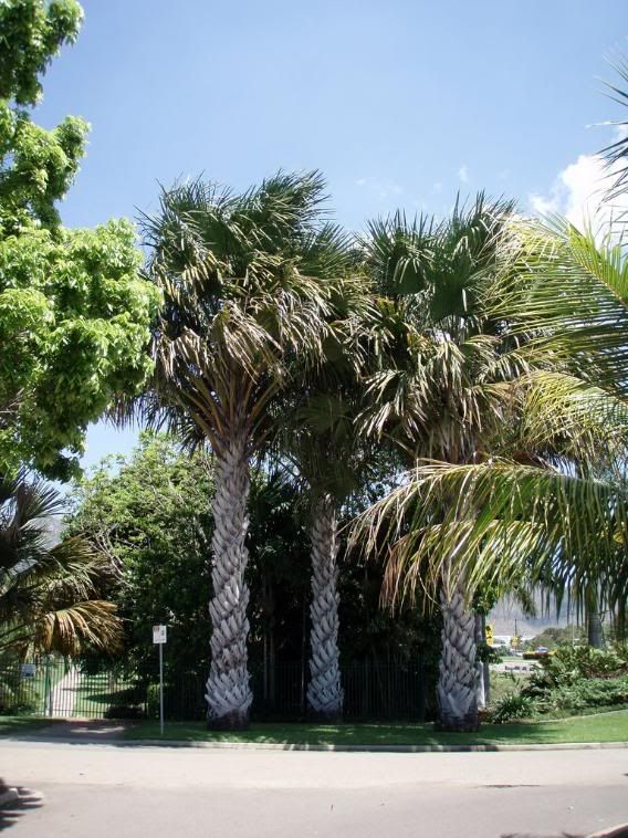 coryphautanpalmetum.jpg