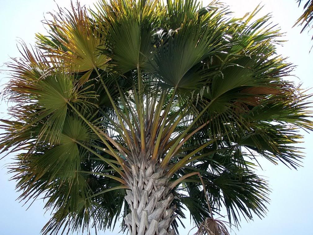 coryphautanundersidepalmetum.jpg