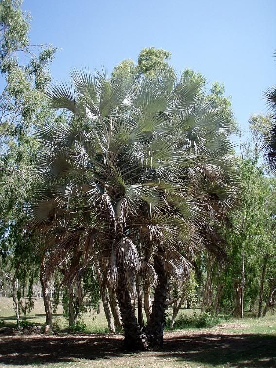 hyphaenepetersianapalmetum.jpg