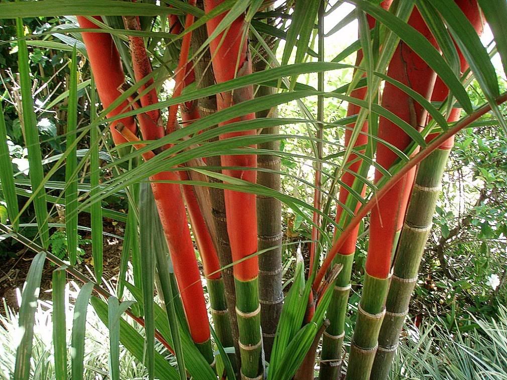 sealingwaxpalmetum.jpg