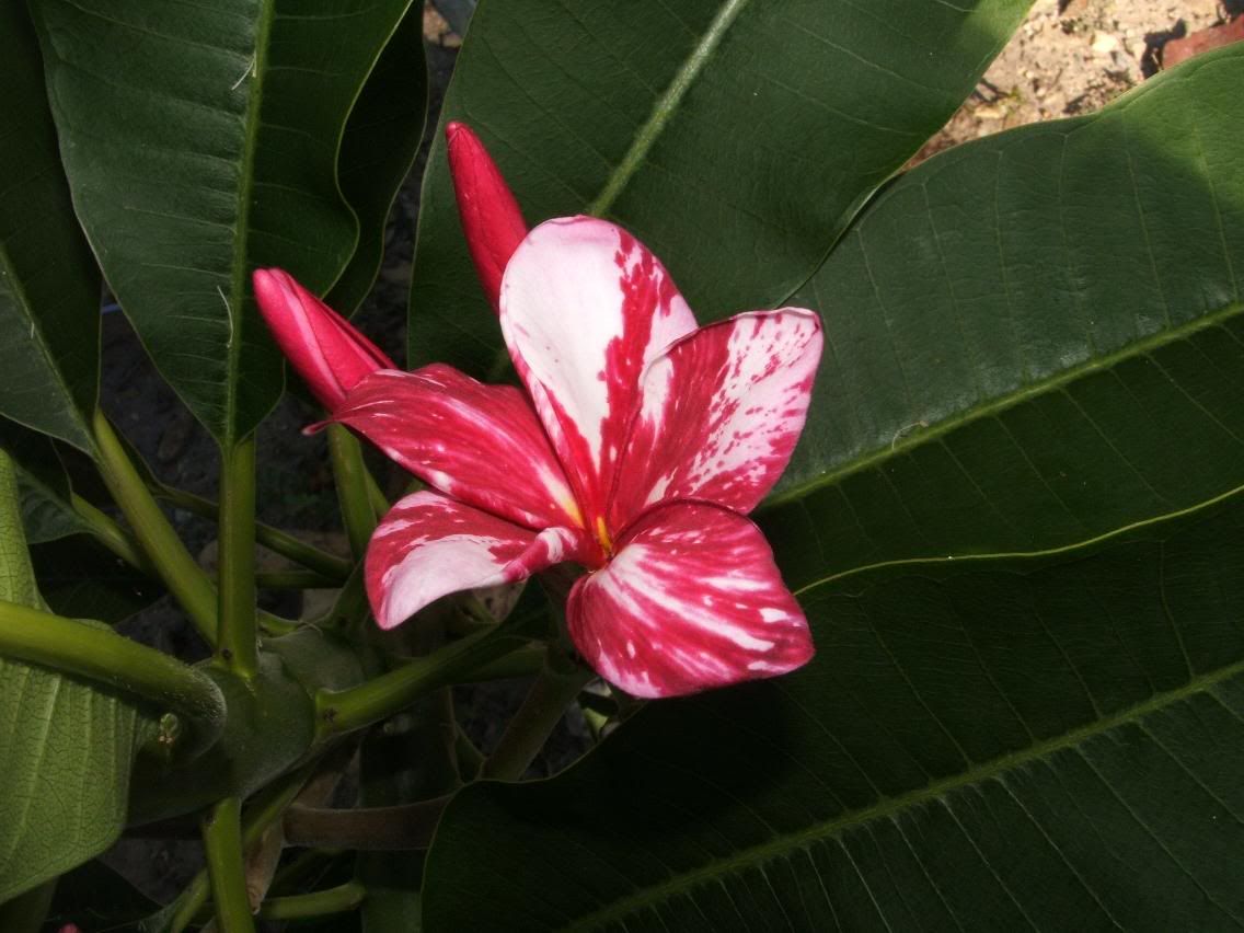 pv3201205.jpg
