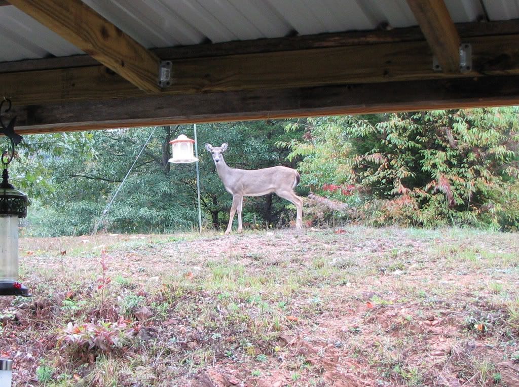 OurPetDeer.jpg