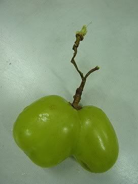 grape triplets