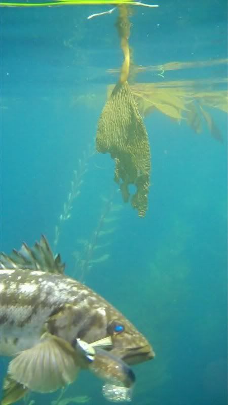 calico bass underwater