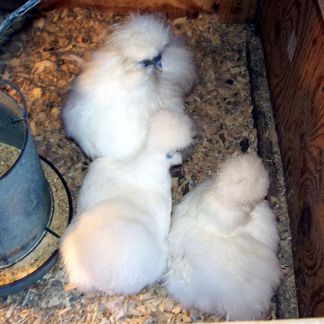 12silkies.jpg