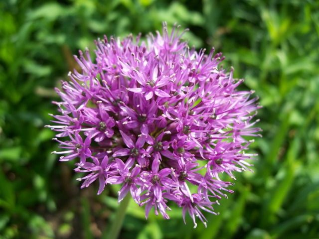 426allium.jpg