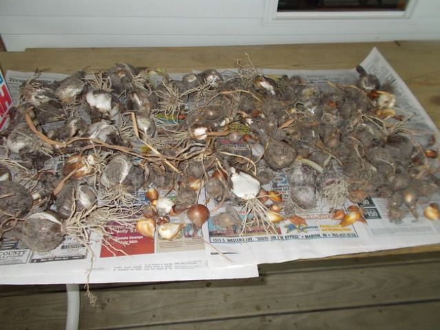 610bulbs.jpg