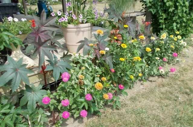 76zinnias.jpg