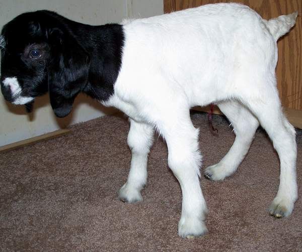 Preciousdoebody.jpg