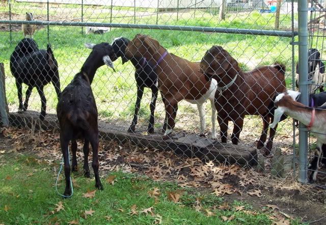 Septgoatshannahkids.jpg