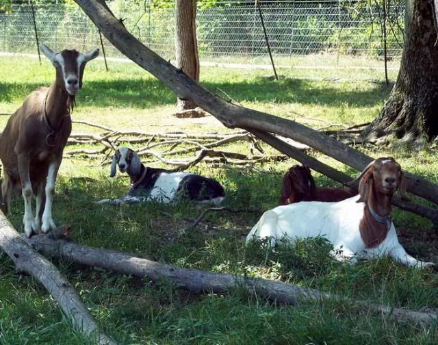 herd2.jpg