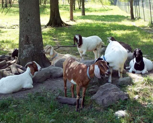 herd3.jpg