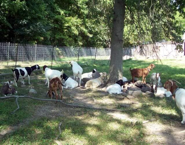 herd4.jpg