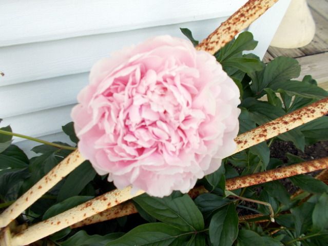 sorbetpeonie.jpg