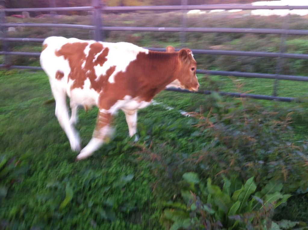 My new Guernsey bull bought on the online auction - Cattle
