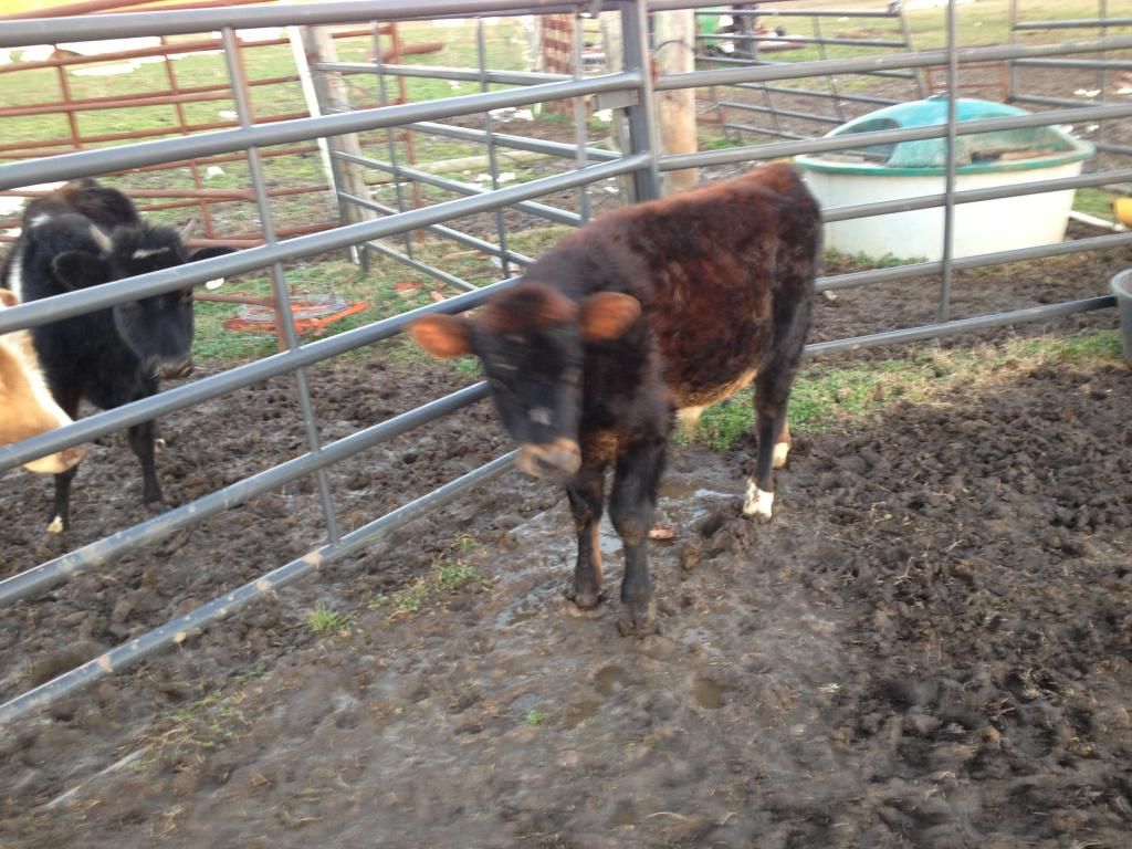 Picked up my bull from Emily - Cattle