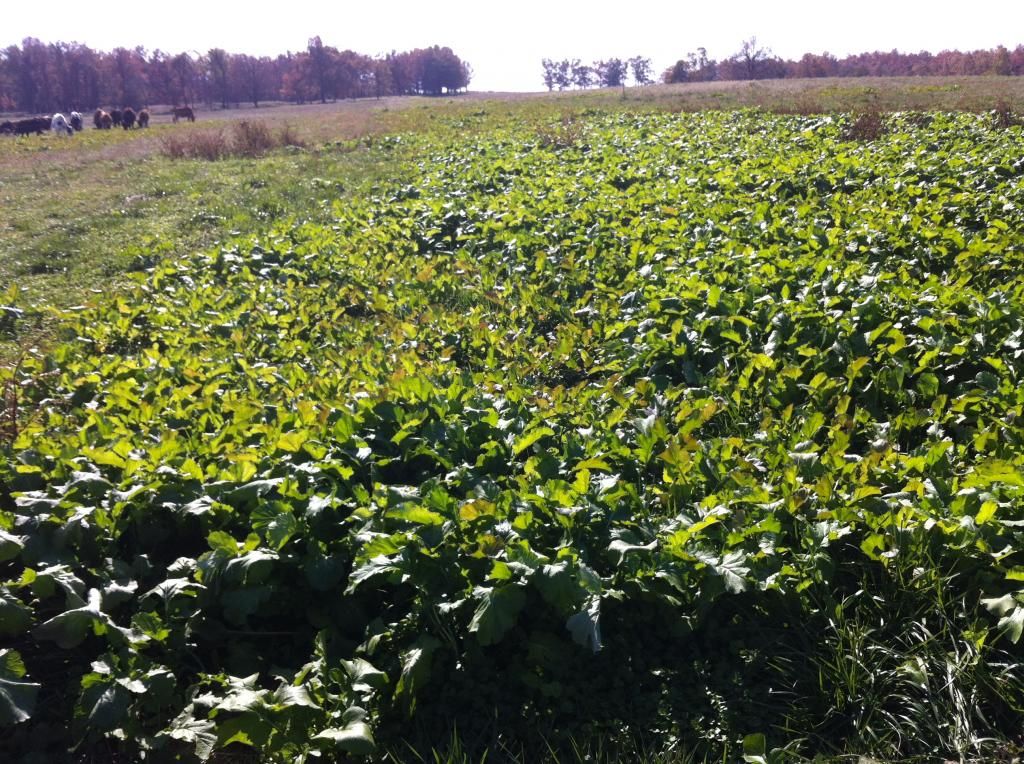 Yes I think we are going to have TURNIPS THIS YEAR - Cattle