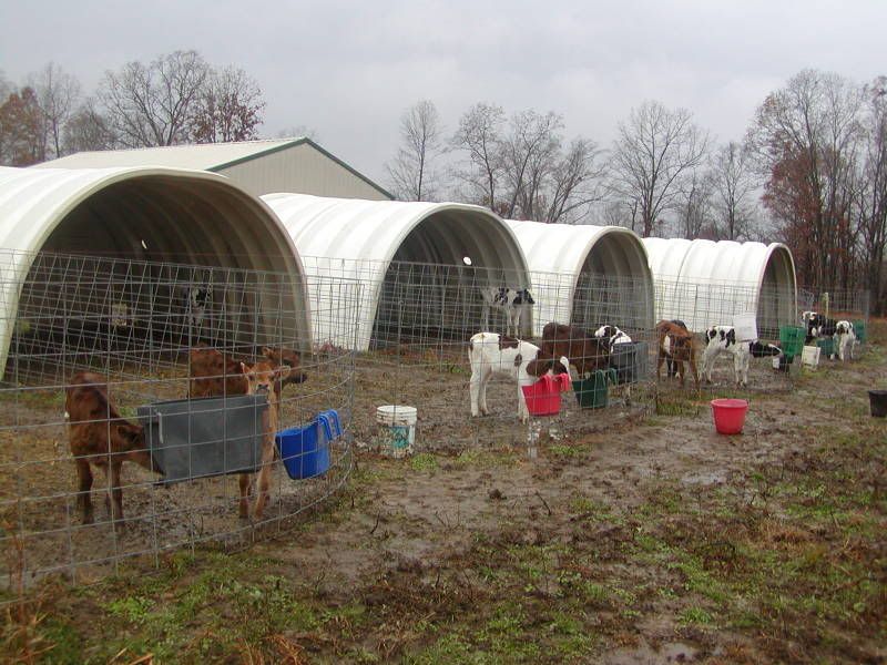 Sale barn/Bottle calves - Cattle
