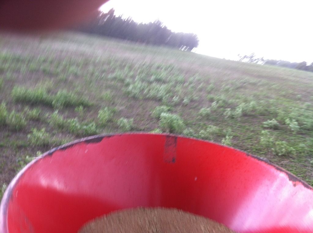 Planted TURNIPS TODAY - Cattle