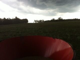 Planted TURNIPS TODAY - Cattle