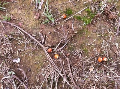 Yes I think we are going to have TURNIPS THIS YEAR - Cattle