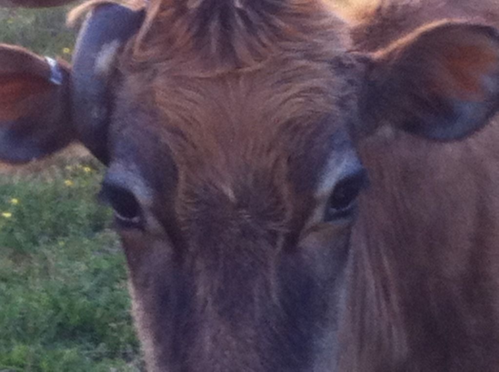 Dehorning this heifer - Cattle