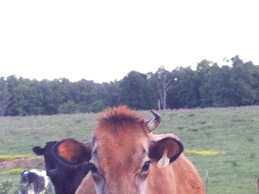 Dehorning this heifer - Cattle