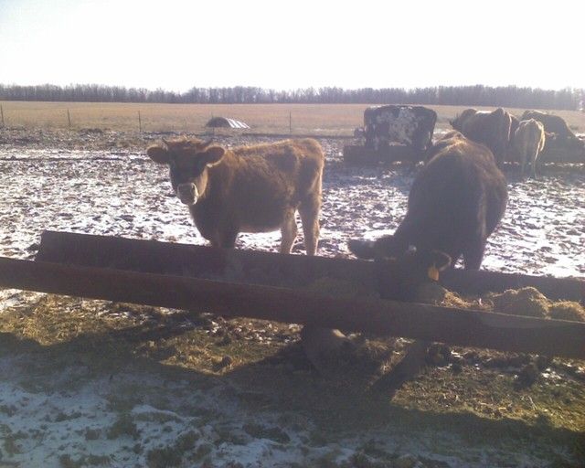 feed troughs - Cattle