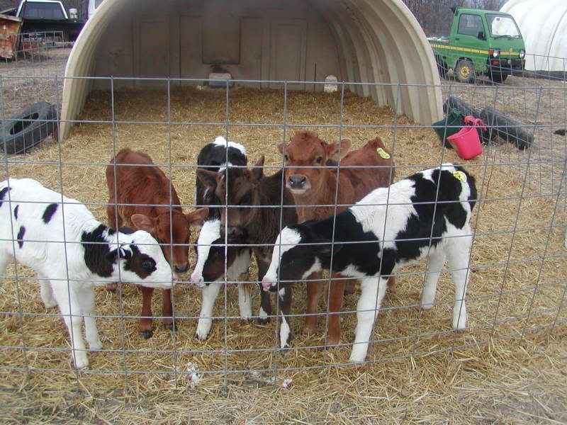 My dairy heifer crop - Cattle