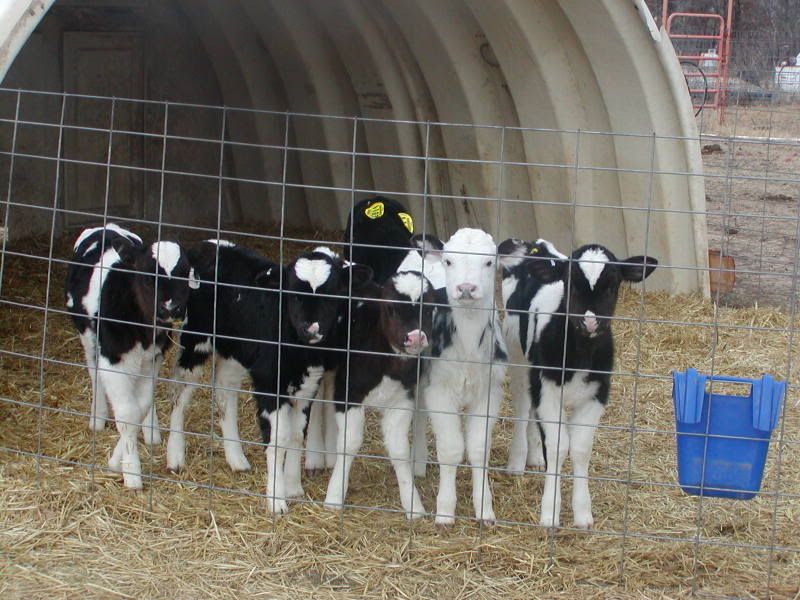 My dairy heifer crop - Cattle