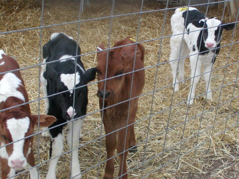 My dairy heifer crop - Cattle