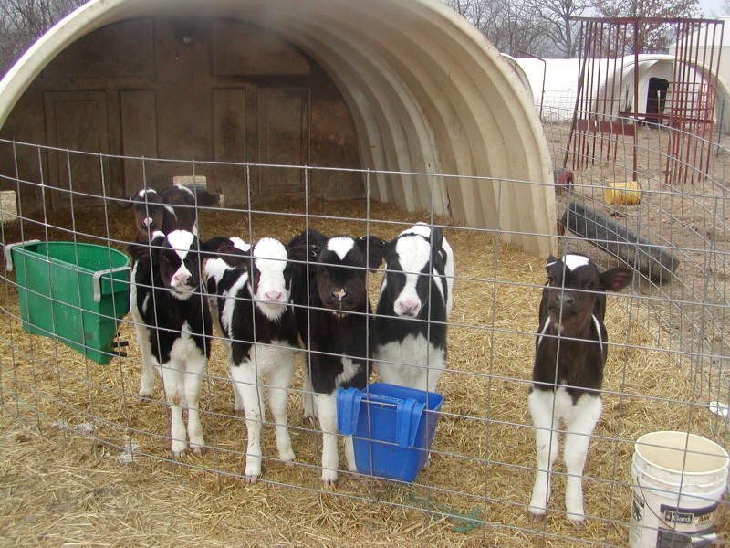 My dairy heifer crop - Cattle