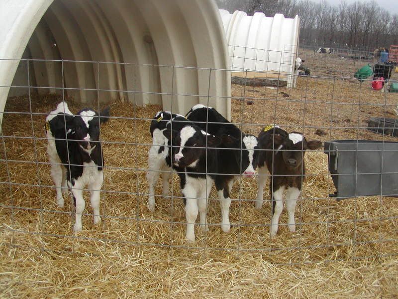 My dairy heifer crop - Cattle