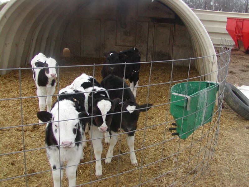 My dairy heifer crop - Cattle